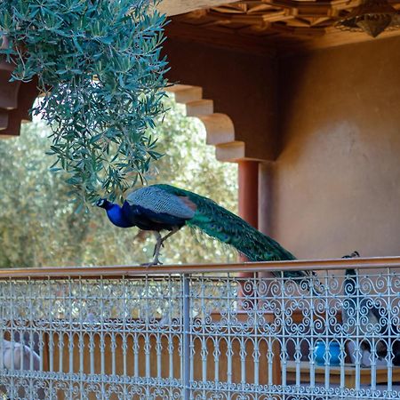 Вілла Ferme Sidi Safou & Spa Марракеш Екстер'єр фото