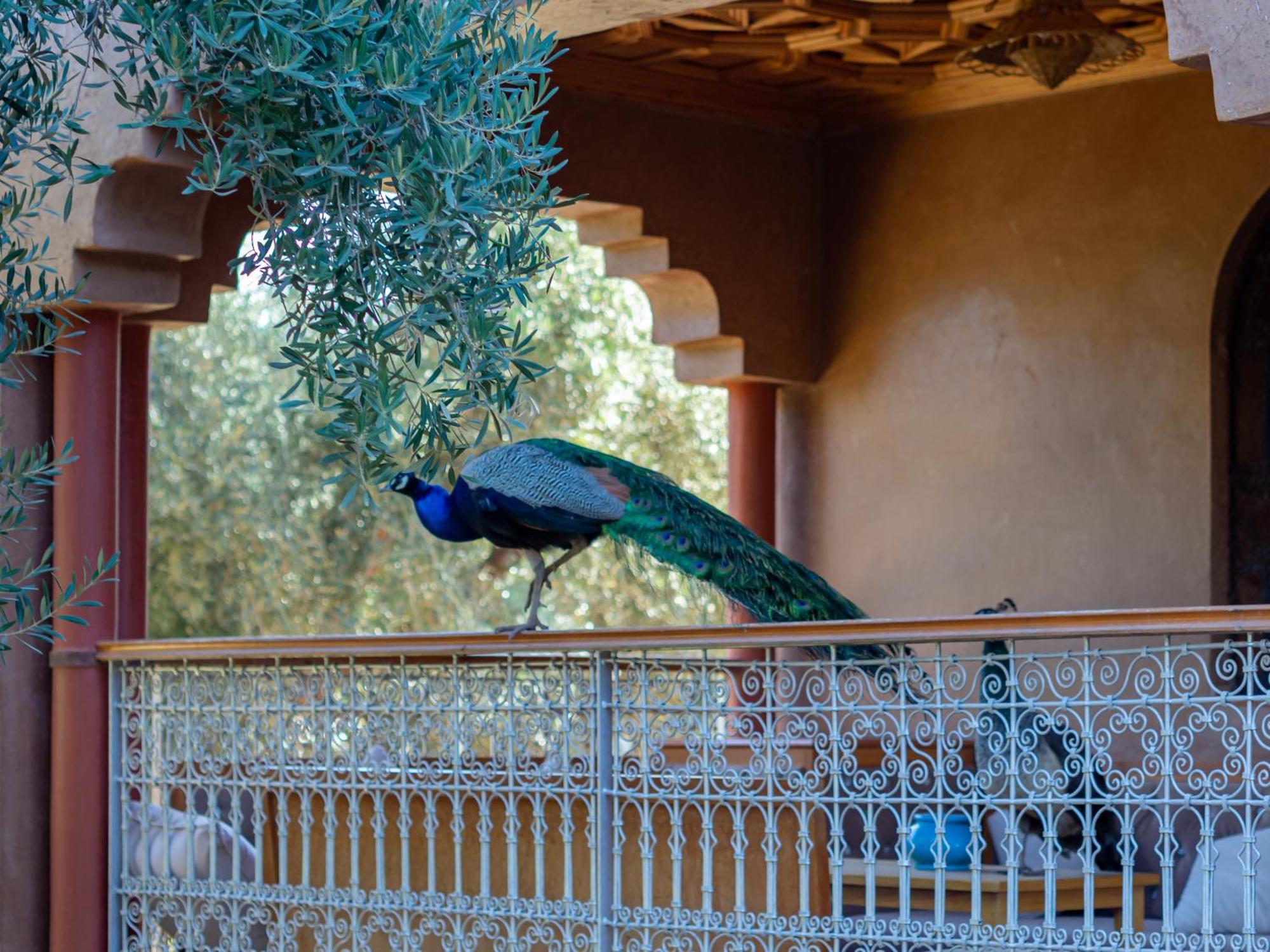 Вілла Ferme Sidi Safou & Spa Марракеш Екстер'єр фото